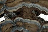 Mammoth Molar Slice With Case - South Carolina #349996-2